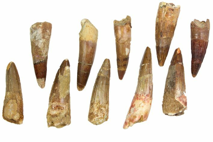 Lot: -, Bargain Spinosaurus Teeth - Pieces #82622